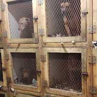 <p>Some of the dogs seized.</p>