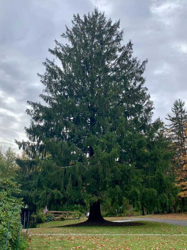 Rockefeller Center Christmas Tree Will Once Again Come From Hudson Valley