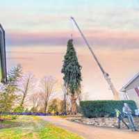 <p>The tree being moved onto a flatbed truck.</p>