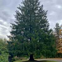 <p>The large spruce before it was cut down to take center stage at Rockefeller Center for the holidays.</p>