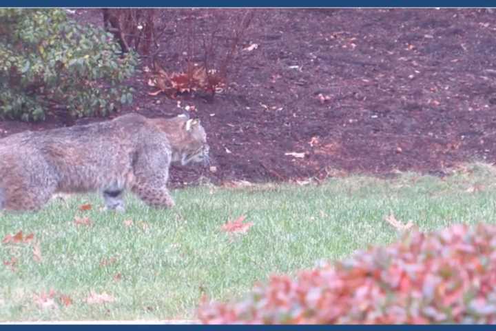 12-Year-Old Attacked By Bobcat In Backyard Of Fairfield Home, Police Say