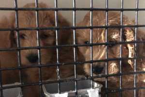 SPCA Seizes Nine Sick Puppies From Outside Long Island Pet Store