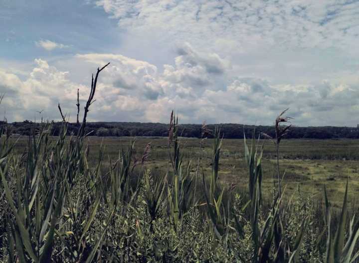 The marshy area of Wading River Beach.