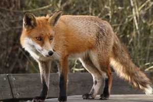 Warning Issued After Fox Attacks Family, Dog In Lewisboro