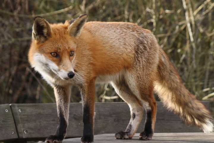 Hunterdon County Fox Tests Positive For Rabies