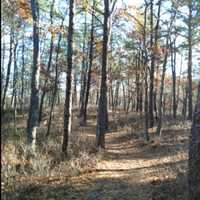 <p>One of the hiking trails at Sears Bellows County Park.</p>