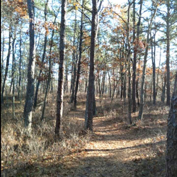 One of the hiking trails at Sears Bellows County Park.