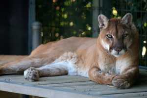 Animal Believed To Be Mountain Lion Chased By Dogs In North Castle