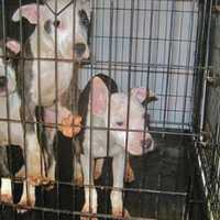 <p>Three of the eight dogs rescued from freezing conditions in Neptune City.</p>