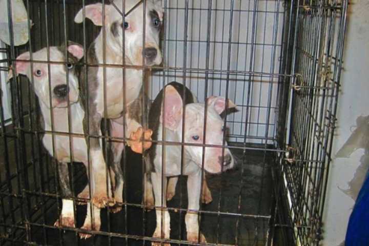 Dogs Starving, Shivering Found Crated Outside In Freezing Monmouth County Temps, Rescuers Say