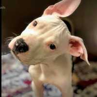 <p>One of the puppies rescued in Neptune City by the Monmouth County SPCA</p>