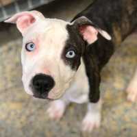 <p>One of the puppies rescued in Neptune City by the Monmouth County SPCA</p>