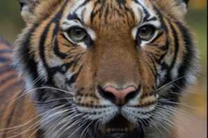 COVID-19: Tiger At Bronx Zoo Tests Positive, Becoming First US Case In An Animal