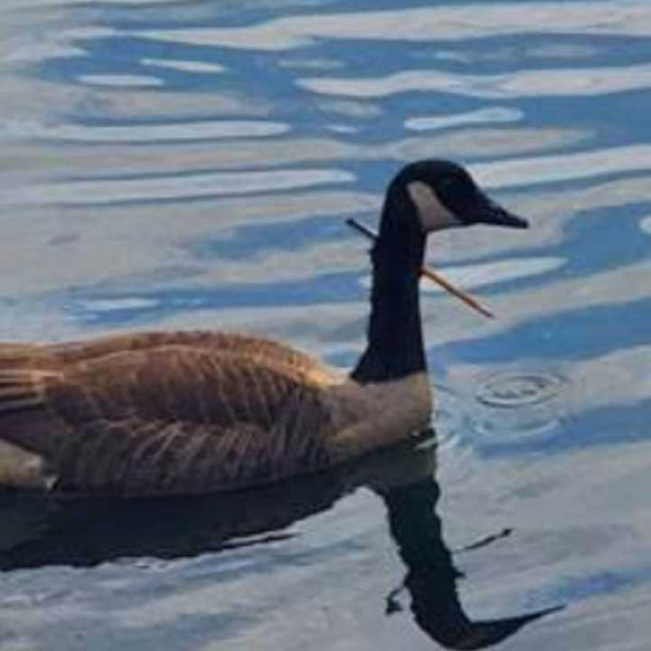 A $5,000 reward has been issued for information that leads to the arrest of a suspect who shot a goose with a crossbow.