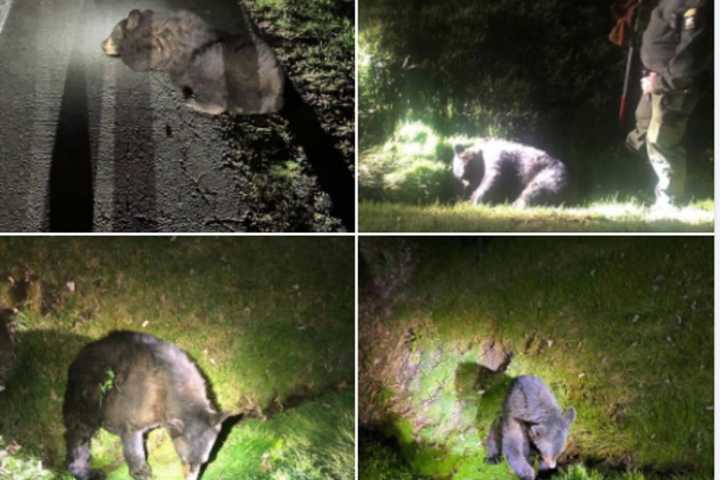 Photos: Injured, Unresponsive Bear Hit By Vehicle Rescued By Responders In Area