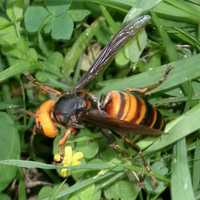 <p>Asian giant hornet</p>