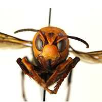 <p>Asian giant hornet</p>