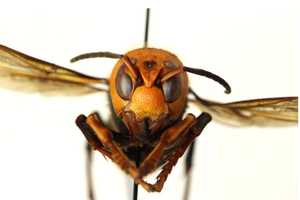 'Murder Hornets': Deadly Insects May Have Come To US As 'Hitchhikers'