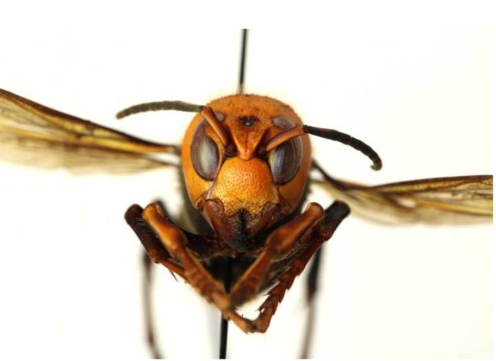 Asian giant hornet