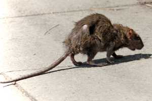 COVID-19: Rats! CDC Issues Warning For 'Aggressive,' 'Hungry' Rats Amid Pandemic