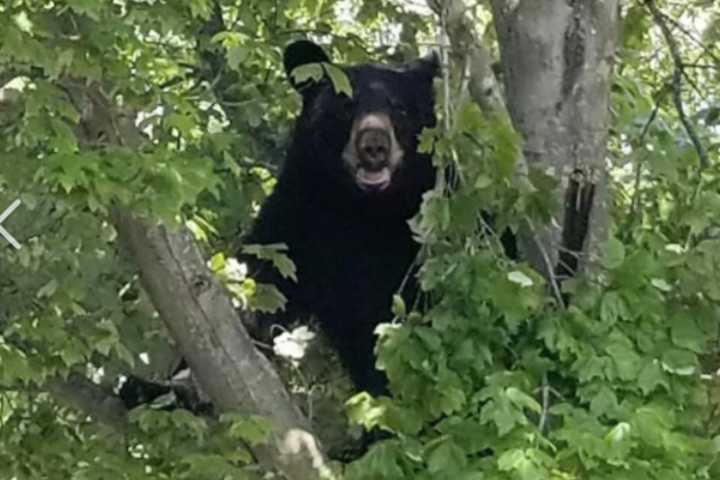 VIDEO: Black Bear Spotted In Ocean County