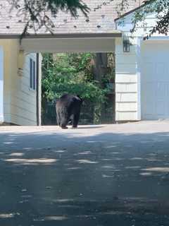 Massive Black Bear Spotted Roaming Through Scarsdale