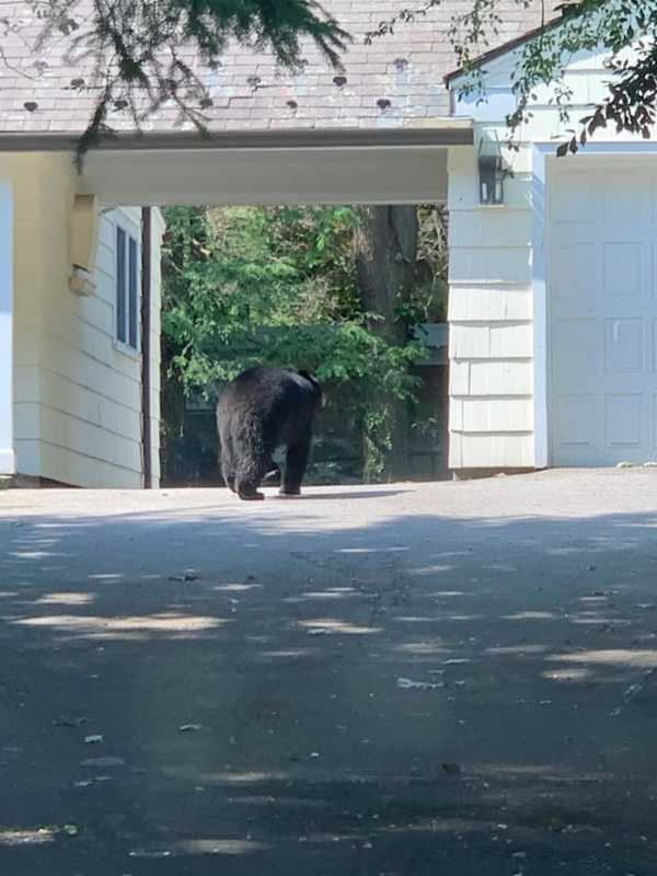 Massive Black Bear Spotted Roaming Through Scarsdale