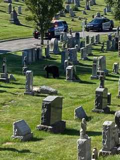 It's A Bear Fact: More Sightings Reported, Including At Area Cemetery