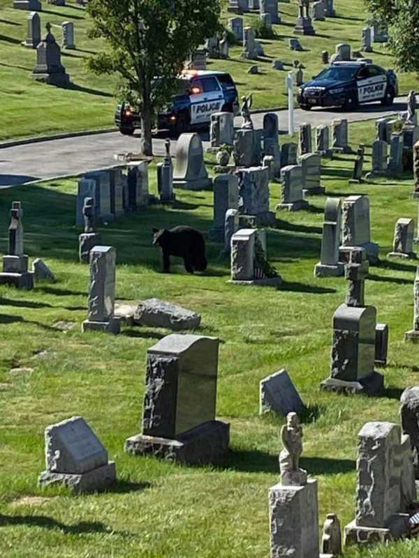 It's A Bear Fact: More Sightings Reported, Including One Taking Stroll At A Cemetery