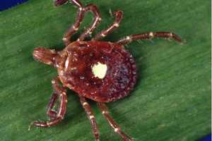 Aggressive, Human-Biting Lone Star Tick Becoming More Common In CT