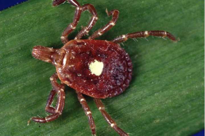 Area Resident Bitten By Aggressive Lone Star Tick Required Two Emergency-Room Visits