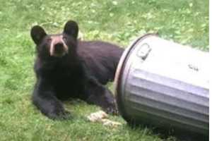 Brand-New Sighting: See Photo Of Bear Talking Trash In New Castle