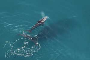 NOAA: Endangered Whale Struck By 2 Vessels Off Jersey Shore