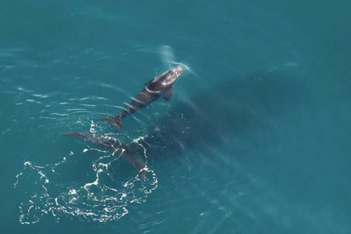 NOAA: Endangered Whale Struck By 2 Vessels Off Jersey Shore