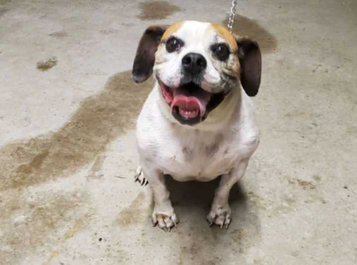 LOST HIM? This dog was found in Burlington Township.