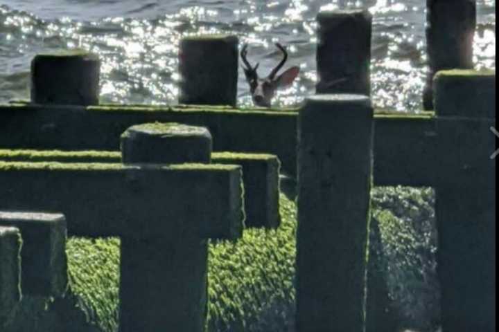 OH DEER: Rare Rescue Off Long Branch Oceanfront Park