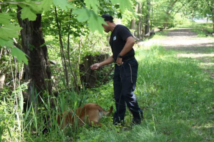 Man Arrested After Leading Police On 2½ Hour Pursuit Through Morris County Woods