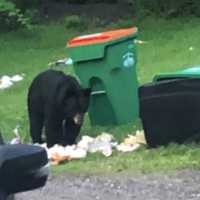 Record Number Of 'Bear Break-Ins' Of CT Homes This Year, DEEP Reports