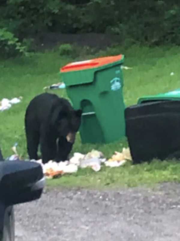 Brand-New Sighting: Black Bear Finds Its Own Way To Enjoy Sunday Brunch