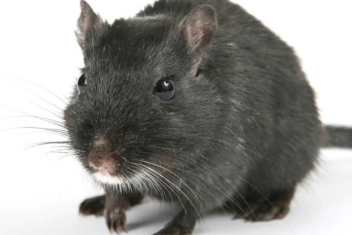 COVID-19: Alert Issued For Increased Reports Of Rodent Activity In Rockland