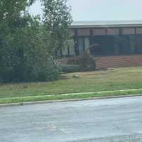 <p>A downed tree outside a Levittown elementary school.</p>