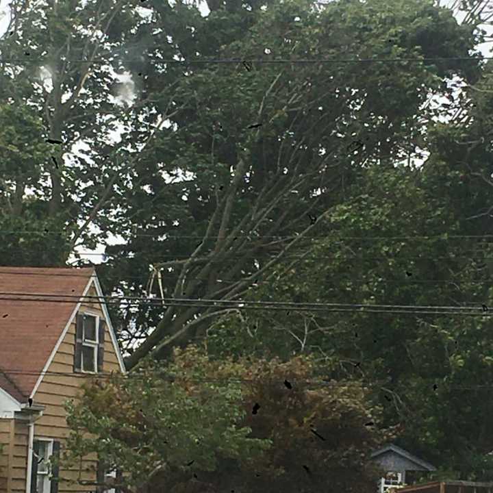 Trees were uprooted in Patchogue during the tropical storm.