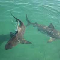 <p>Sharks have been spotted off the coast in Nassau County.</p>