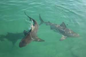 Swimming Prohibited After Multiple Shark Sightings At Long Island Beach