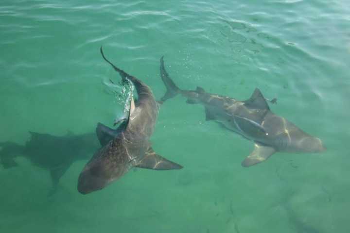 Swimming Prohibited After Multiple Shark Sightings At Long Island Beach