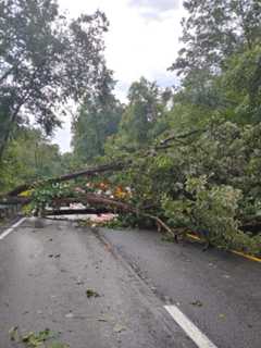 Area Man Killed When Tree Falls On Compact SUV