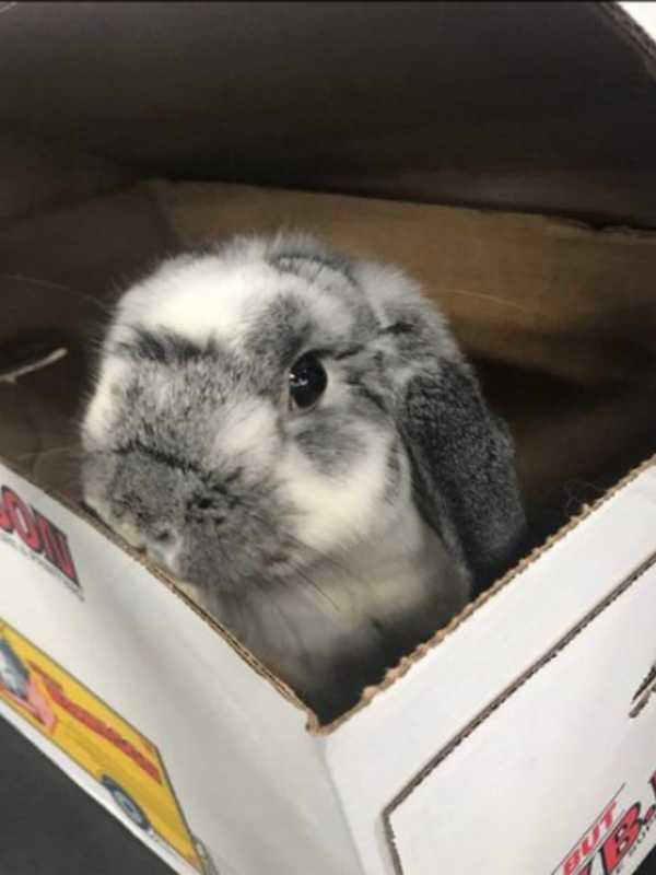 SPCA Investigating After Neglected Rabbit Found Abandoned In Hudson Valley