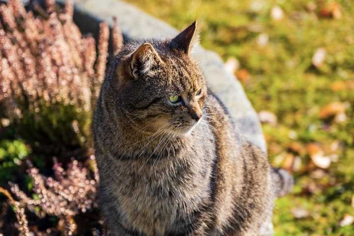 Aggressive, Stray Cats Reported In Montville