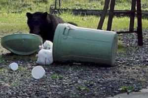 Grin, Bear It: Recent Rise In Ramapo Sightings Prompts Warning