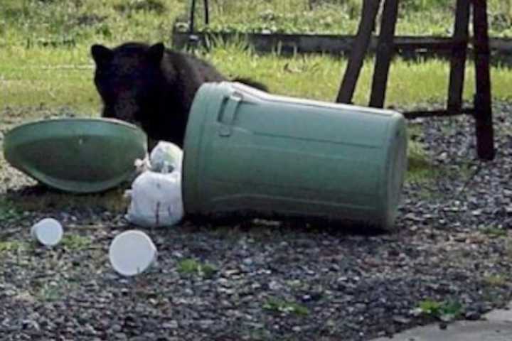 Grin, Bear It: Recent Rise In Hudson Valley Sightings Prompts Warning From Officials